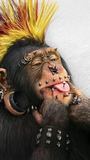 Punk Rock Monkey Meme Wallpaper