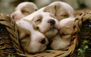 Puppies In A Basket - Hd Wallpapers Wallpaper