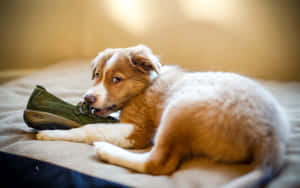 Puppy Chewing Shoe Wallpaper