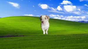 Puppy In Blissful Meadow Wallpaper