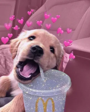 Puppy Love Mc Flurry Moment Wallpaper