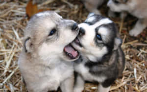 Puppy_ Love_ Moment.jpg Wallpaper