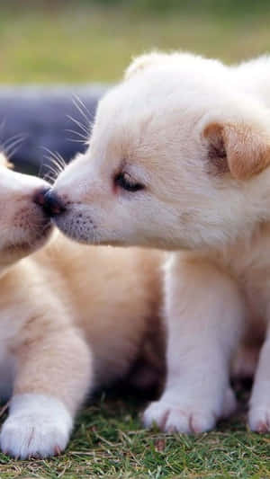 Puppy Nose Kisses.jpg Wallpaper