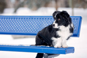 Puppy On Bench Wallpaper