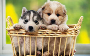 Puppy Palsin Basket Wallpaper Wallpaper