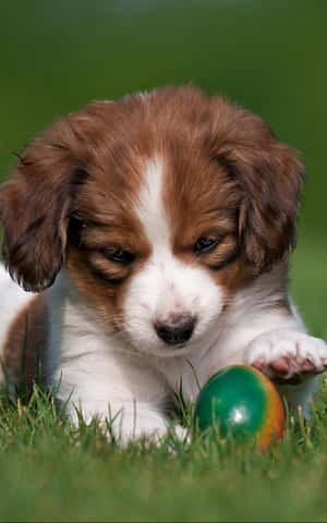 Puppy_ Playtime_ Green_ Ball.jpg Wallpaper