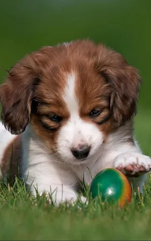 Puppy_ Playtime_ Green_ Ball.jpg Wallpaper