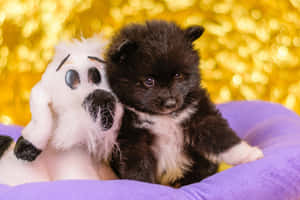 Puppyand Plush Toy Friends Wallpaper