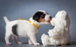 Puppyand Toy Dog Interaction Wallpaper