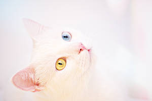 Pure White Cat Wallpaper