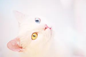 Pure White Cat Wallpaper
