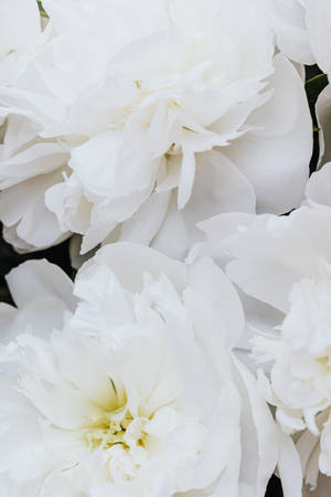 Pure White Chinese Peonies Wallpaper