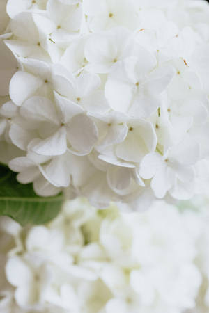 Pure White Hydrangea Wallpaper