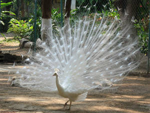 Pure White Peacock Wallpaper