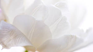 Pure White Peony Wallpaper