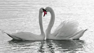 Pure White Swans Wallpaper