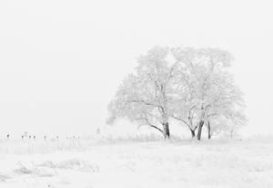 Pure White Tree Wallpaper