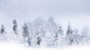 Pure White Trees Wallpaper