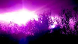Purple Abstract Trees Blurry Wallpaper