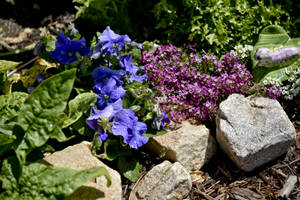 Purple And Pink Pansies In Leaves Wallpaper