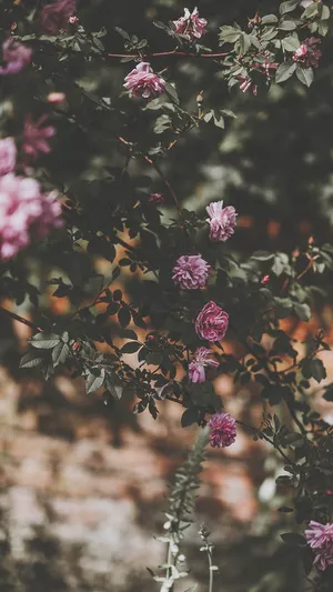 Purple And Pink Rose Iphone Blurry Background Wallpaper