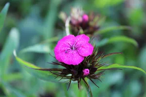Purple Bloom: A Vibrant Display Of Nature's Beauty Wallpaper