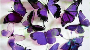 Purple Butterflies Wallpaper