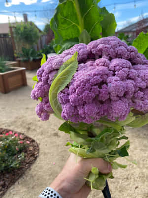 Purple Cauliflower Wallpaper