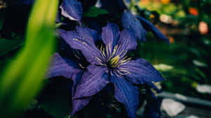 Purple Clematis Flower Wallpaper