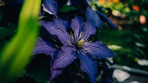 Purple Clematis Flower Wallpaper