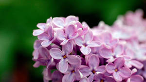 Purple Common Lilac Flower Laptop Wallpaper