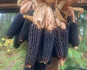 Purple Corn - Nature's Superfood Wallpaper