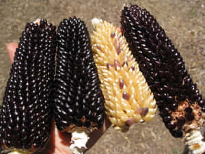 Purple Corn, Nature's Superfood Wallpaper