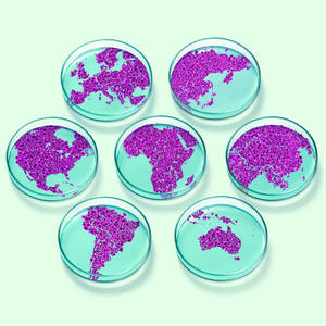 Purple Coronavirus Samples Wallpaper