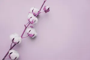 Purple Cotton Branch Pastel Background Wallpaper