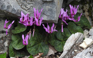 Purple Cyclamen Purpurascens Wallpaper