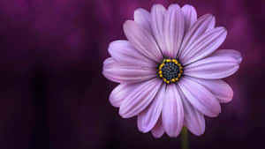 Purple Daisy Flower Wallpaper