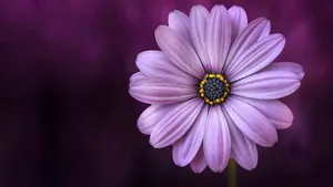 Purple Daisy Flower Wallpaper