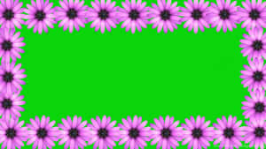 Purple Daisy Wedding Frame Green Background Wallpaper