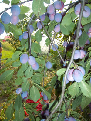 Purple Damson Plums Flash Photography Wallpaper