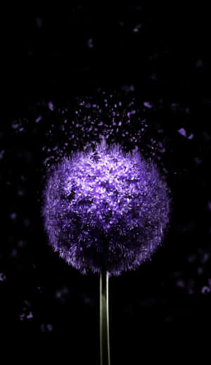 Purple Dandelion Super Amoled Display Wallpaper