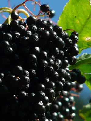 Purple Elderberry Fruits Side Angle Shot Wallpaper