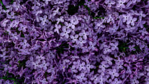 Purple Floral Bloom Wallpaper