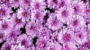 Purple Floral Bloom Wallpaper