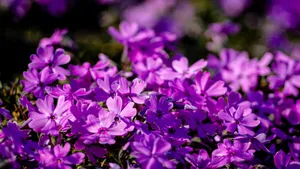 Purple Floral Bloom Wallpaper