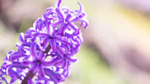 Purple Floral Bloom Wallpaper