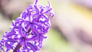 Purple Floral Bloom Wallpaper