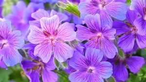 Purple Floral Close Up Wallpaper
