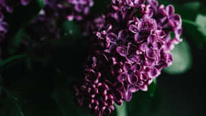 Purple Floral Close Up Wallpaper
