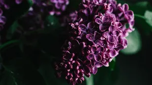 Purple Floral Close Up Wallpaper
